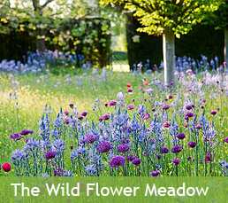 The Wild Flower Meadow